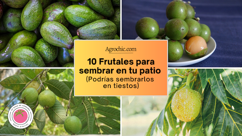 Quieres conocer los tipos y nombres de frutales con fotos