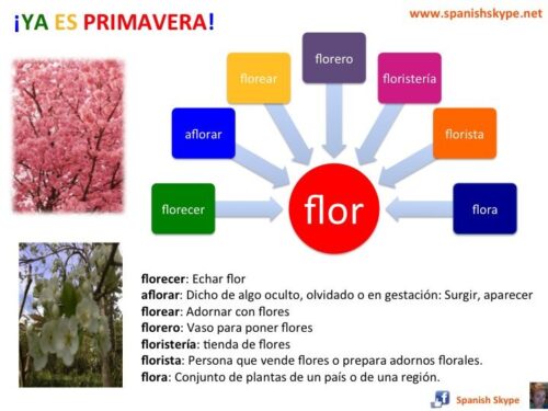 Quieres descubrir la belleza del campo léxico de las flores