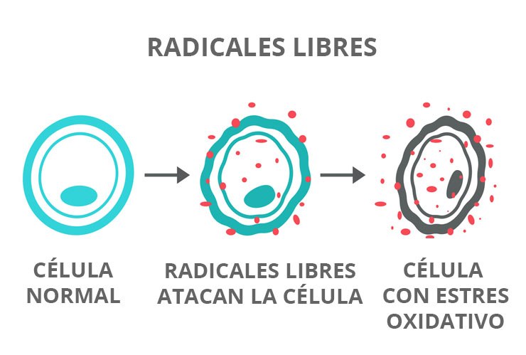Radicales libres: qué son, tipos y cómo afectan nuestra salud