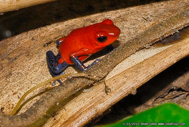 RANAS VENENOSAS: Tipos y Características Sorprendentes