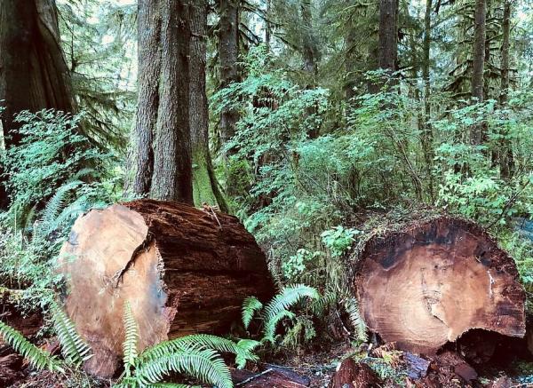 RECURSOS FORESTALES: IMPORTANCIA Y USOS ESENCIALES