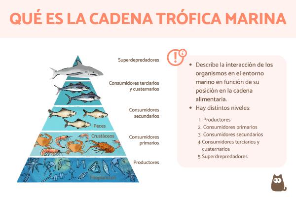 RED ALIMENTARIA ACUÁTICA: Descubre su Importancia y EJEMPLOS