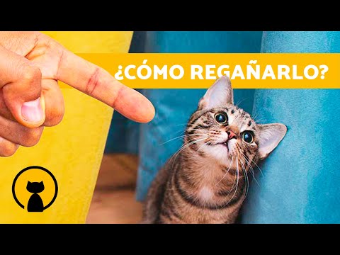 REGAÑO: Significado, CARACTERÍSTICAS y más ¡Descúbrelo!