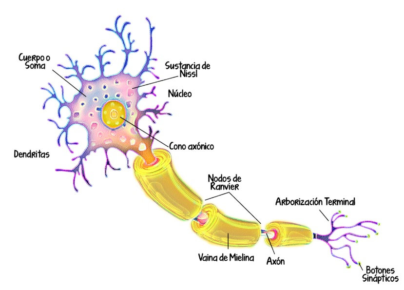 REGENERACIÓN: Definición CLARA y Concepto Esencial