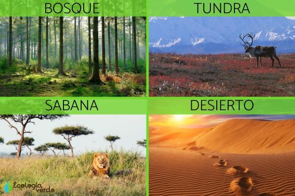 REGIONES NATURALES: CONCEPTO, EJEMPLOS Y CARACTERÍSTICAS