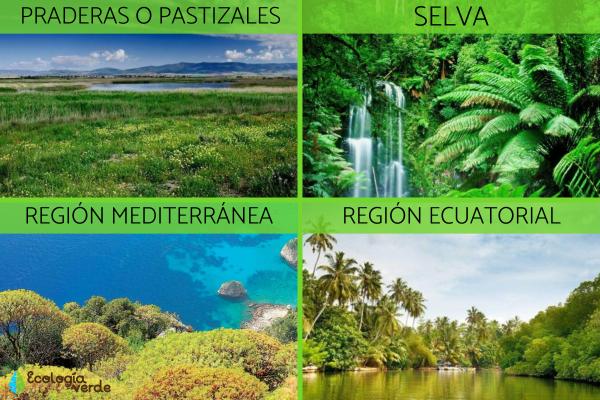 REGIONES NATURALES: DESCUBRE SU Importancia GLOBAL