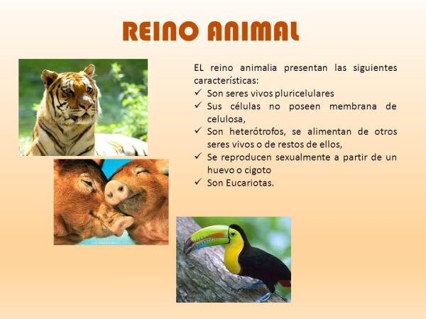 REINO ANIMAL: CARACTERÍSTICAS y CLASIFICACIÓN ESENCIAL