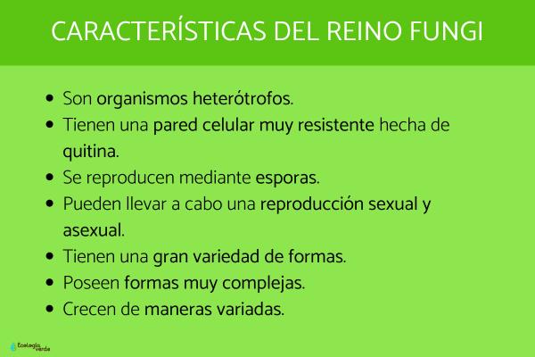 REINO DE LOS HONGOS: CARACTERÍSTICAS y CLASIFICACIÓN
