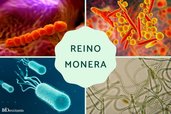 REINO EN BIOLOGÍA: DESCUBRE SU CLASIFICACIÓN ESENCIAL