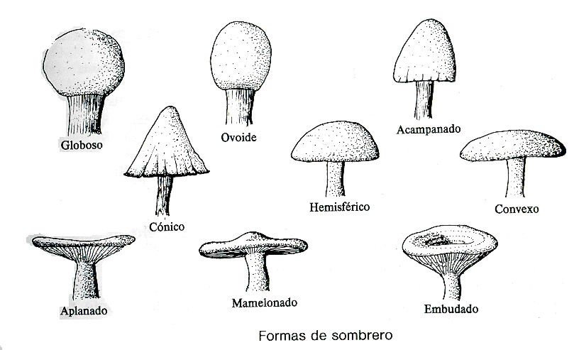 Reino Fungi: CARACTERÍSTICAS, TIPOS y ejemplos ¡Descúbrelos!