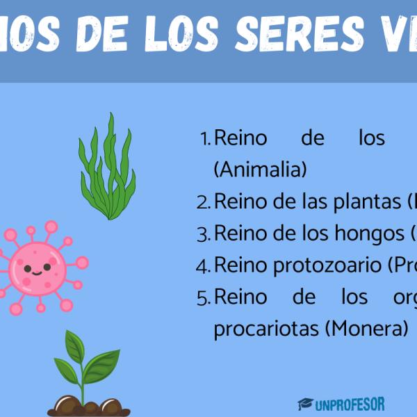 REINOS DE LOS SERES VIVOS: DESCUBRE SUS CARACTERÍSTICAS