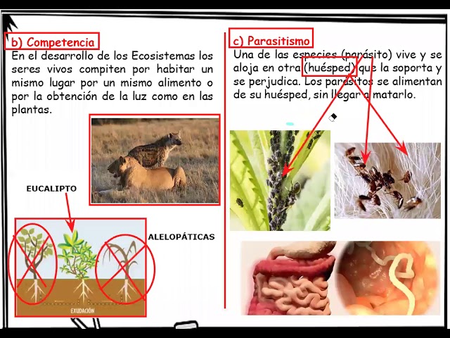 RELACIONES INTERESPECÍFICAS: Qué son y Ejemplos Clave