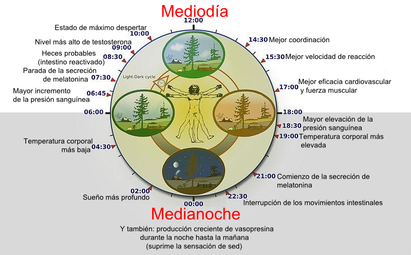 RELOJ BIOLÓGICO: Definición, IMPORTANCIA y Concepto