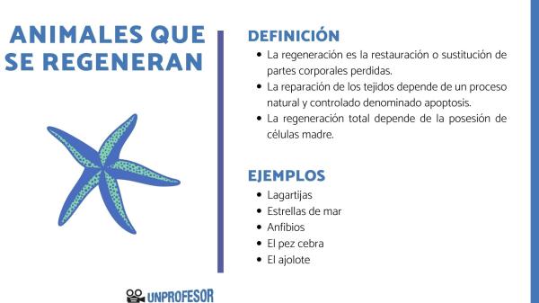 REPRODUCCIÓN ASEXUAL: DESCUBRE ANIMALES INCREÍBLES