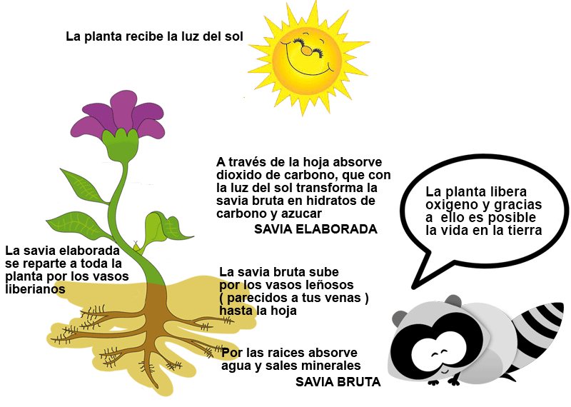 REPRODUCCIÓN DE PLANTAS: TIPOS Y MISTERIOS ¡DESCÚBRELOS!