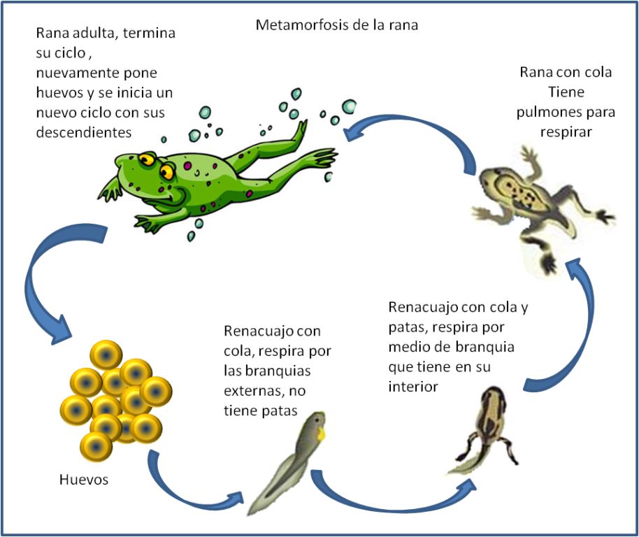 REPRODUCCIÓN SEXUAL: Animales INVERTEBRADOS y VERTEBRADOS