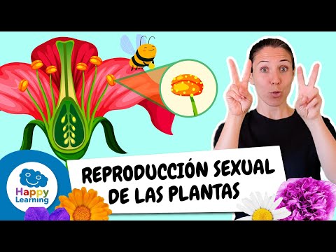 REPRODUCCIÓN SEXUAL EN PLANTAS: ¡DESCUBRE SU MAGIA!