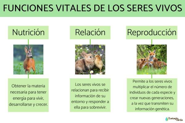 REPRODUCCIÓN: Tipos, Ejemplos y Funciones Esenciales