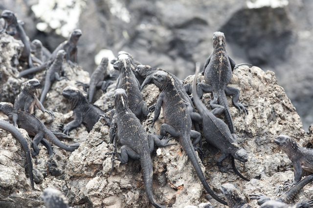 REPTILES: 10 EJEMPLOS QUE NO CONOCÍAS ¡DESCÚBRELOS!