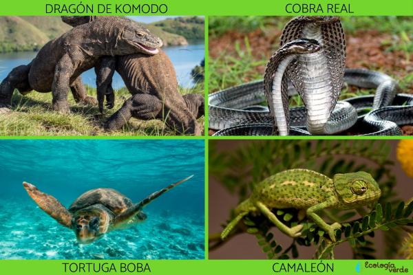 REPTILES: Definición, Clasificación y Evolución Esencial