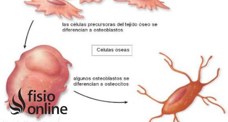 RESORCIÓN: DEFINICIÓN, IMPORTANCIA y CONCEPTO CLAVE