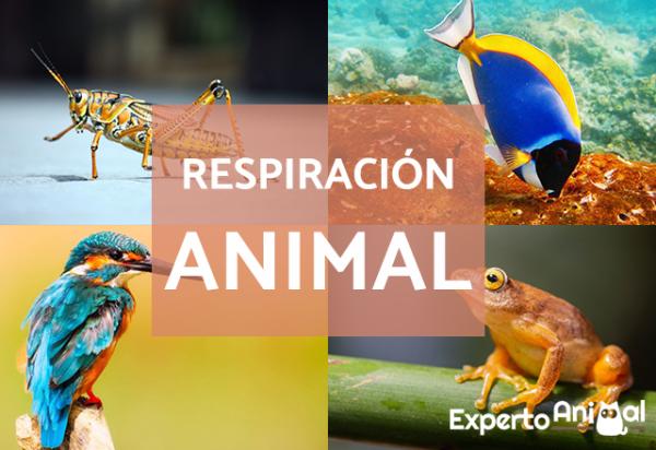 RESPIRACIÓN DEL REINO ANIMAL: ¡Descubre cómo lo hacen!