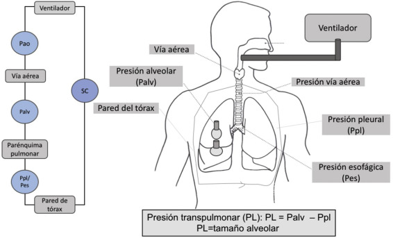 RESPIRACIÓN INDIRECTA: 20 EJEMPLOS CLAVE que Debes Conocer
