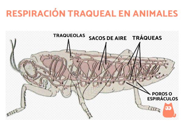 RESPIRACIÓN POR TRÁQUEAS: ANIMALES y EJEMPLOS CLAROS