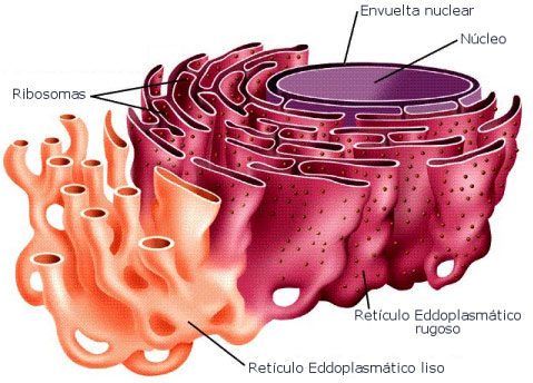 RETÍCULO ENDOPLASMÁTICO: FUNCIONES y ESTRUCTURAS CLAVE