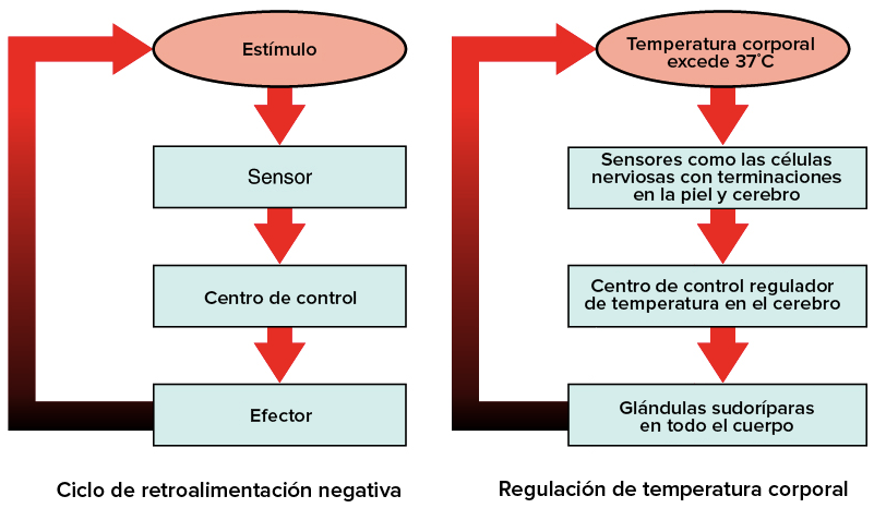 Retroalimentación NEGATIVA: Ejemplos y CLAVES ÚTILES