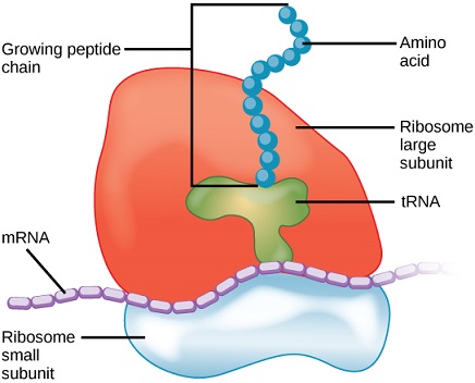 RIBOSOMAS: FUNCIONES, ESTRUCTURA y CARACTERÍSTICAS Clave
