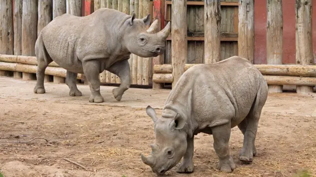 RINOCERONTE: Cuál es el ANIMAL más VELOZ del MUNDO