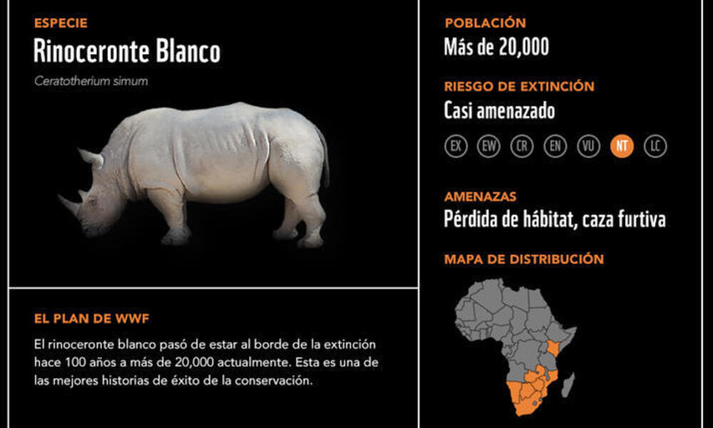 RINOCERONTE: Definición y CARACTERÍSTICAS Esenciales