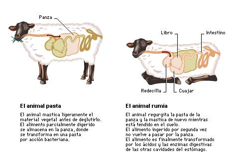 RUMIANTES: 40 ANIMALES QUE RUMIAN y Su Asombroso Valor