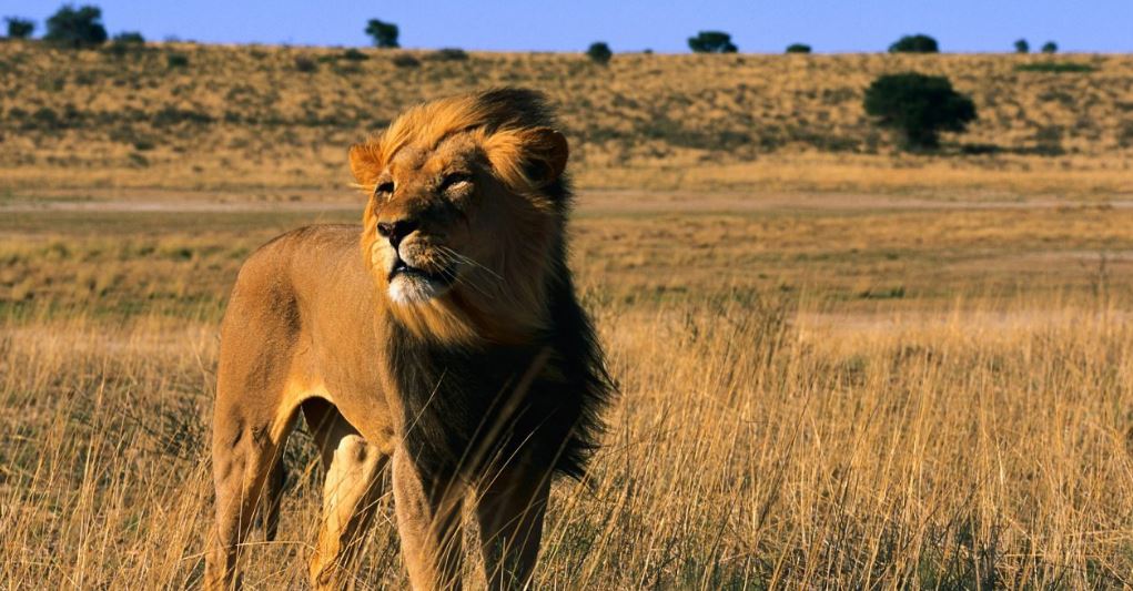 SABANA: Clima, Flora y Fauna en este ECOSISTEMA ÚNICO