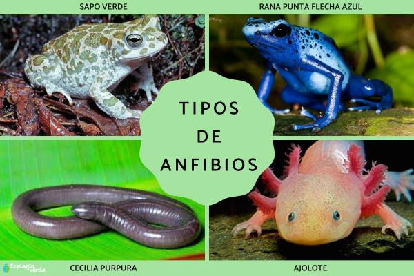 Sabes cuáles son los 15 ejemplos de anfibios que no conoces
