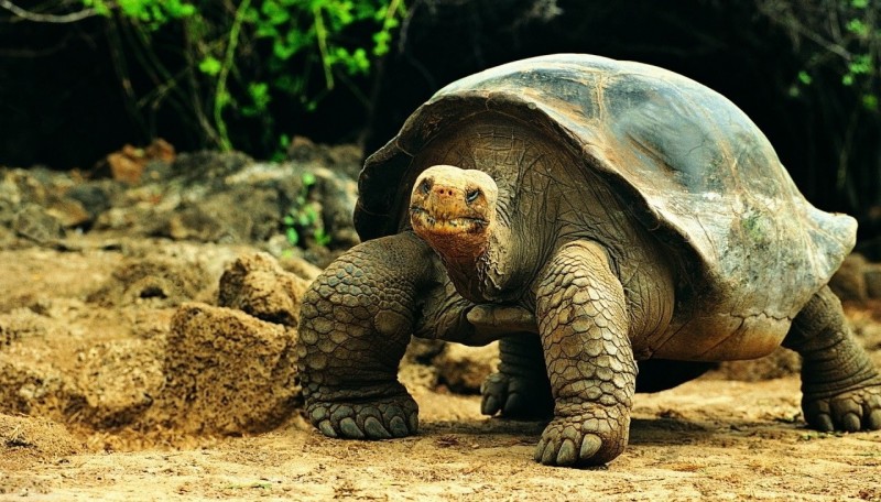 Sabes dónde viven las tortugas y qué entornos prefieren