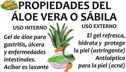 SÁBILA: Características, PROPIEDADES y Usos del ALOE VERA