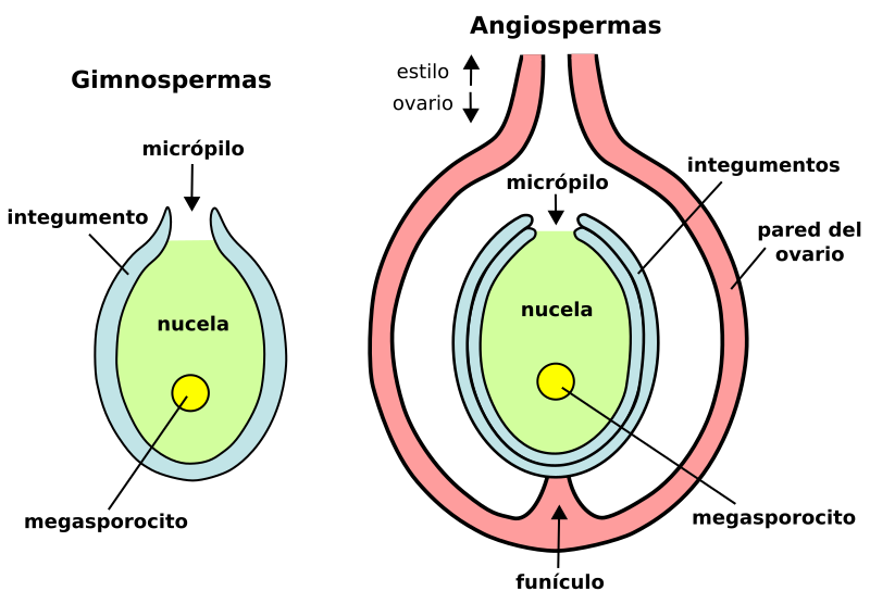 SACO: Definición, TIPOS y su IMPORTANCIA en Biología