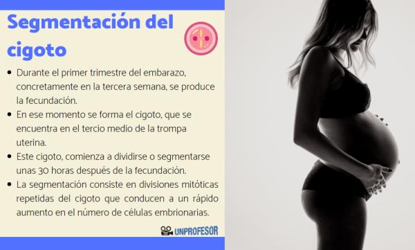 SEGMENTACIÓN: Definición CLARA en BIOLOGÍA e INFORMÁTICA