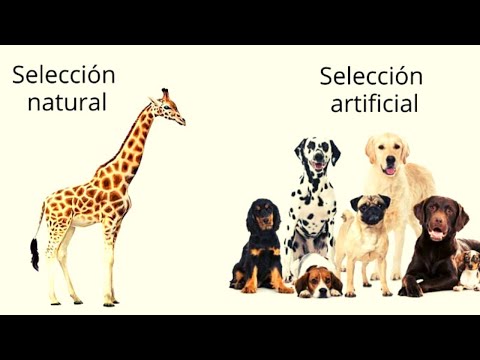 SELECCIÓN ARTIFICIAL: Ventajas, Desventajas y Ejemplos