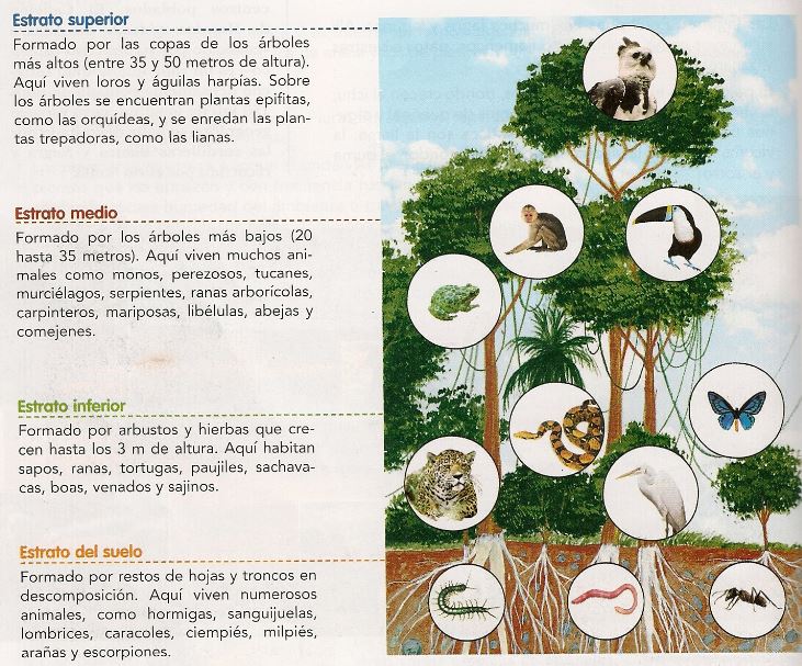 SELVA: DEFINICIÓN, CARACTERÍSTICAS Y FAUNA IMPRESIONANTE