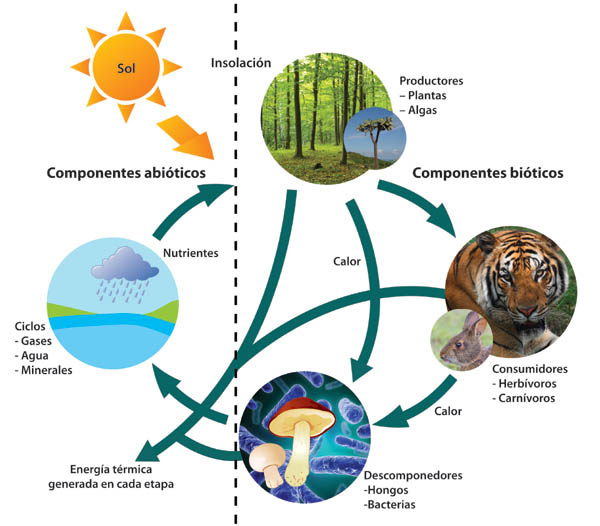 Seres abióticos y bióticos: cuál es su impacto en los ecosistemas