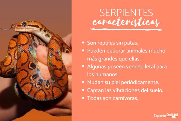 SERPIENTES: DEFINICIÓN y CARacterísticas Esenciales