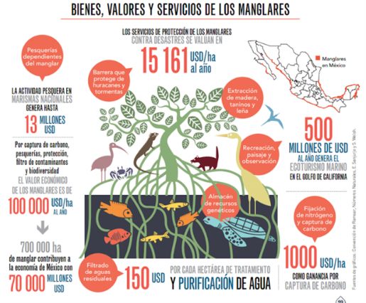 SERVICIOS AMBIENTALES: Aprende, Descubre y Protege