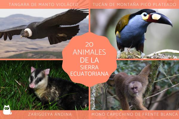 Sierra FAUNA: Descubre 20 ANIMALES ÚNICOS Ecuatorianos