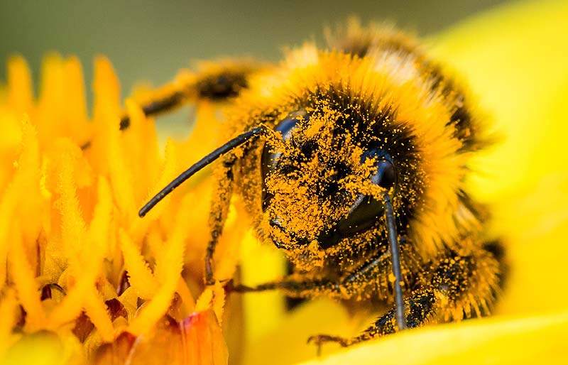 SIGNIFICADO DE ABEJA: DESCUBRE SU DEFINICIÓN CLAVE