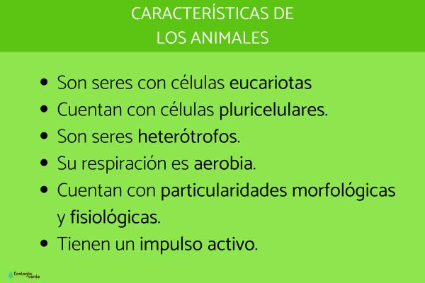 SIGNIFICADO de ANIMAL: DESCUBRE su CONCEPTO esencial