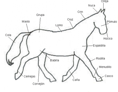 SIGNIFICADO de CABALLO: Definición y Concepto Clave