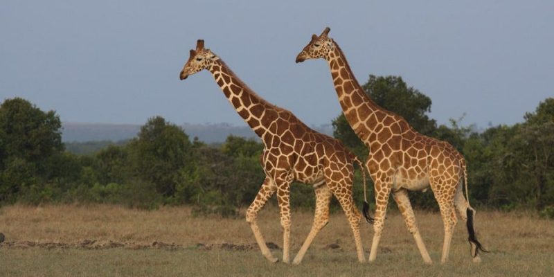SIGNIFICADO de JIRAFAS: Definición y Concepto Esencial